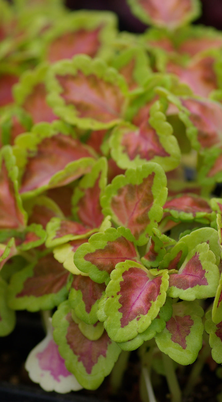 Close-up of Skeletal coleus plant showcasing scalloped chartreuse leaf edges and pink centers with a softly blurred nursery background