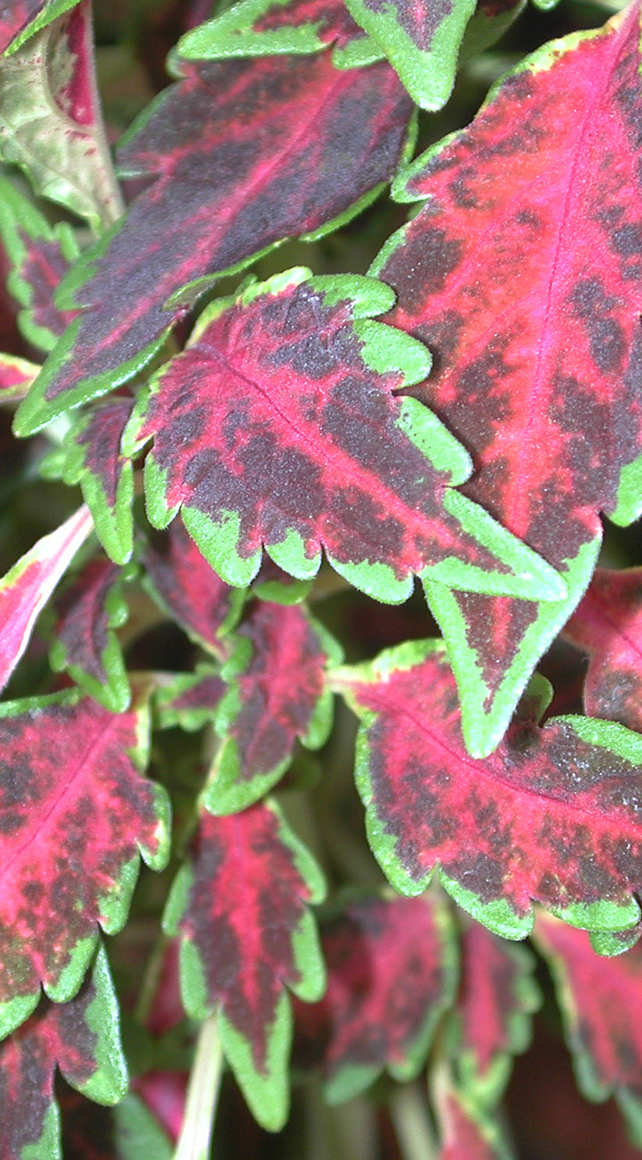 Close-up of a Coleus plant with red, green, and purple leaves.