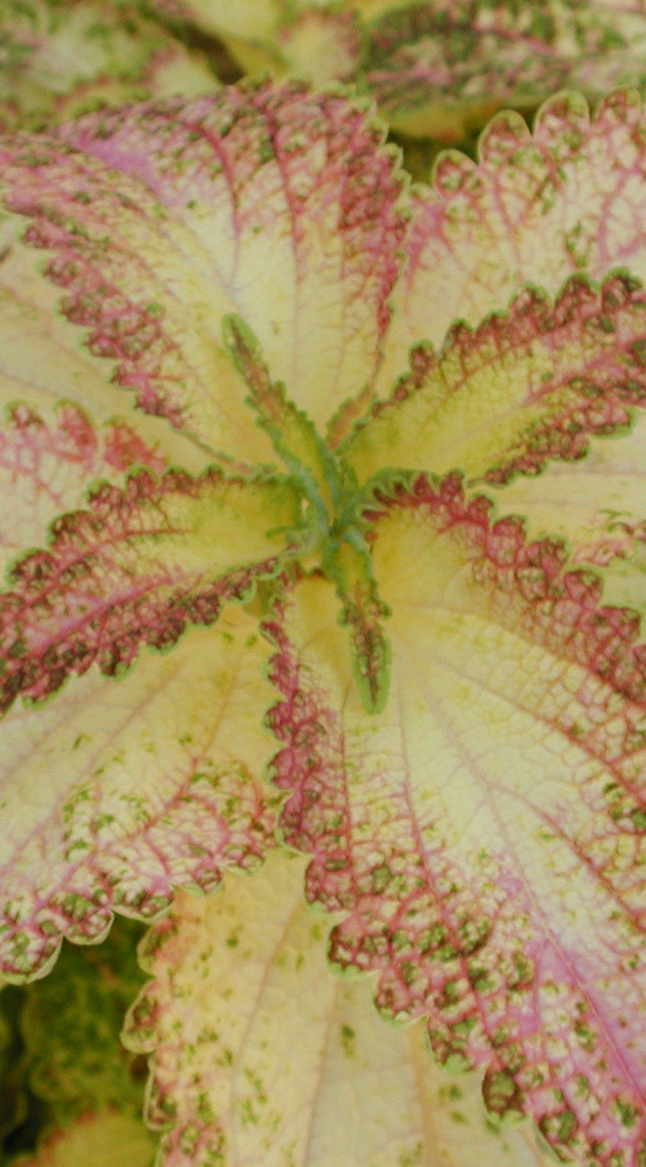 Close-up of a colorful Coleus leaf with pink, green, and yellow hues.