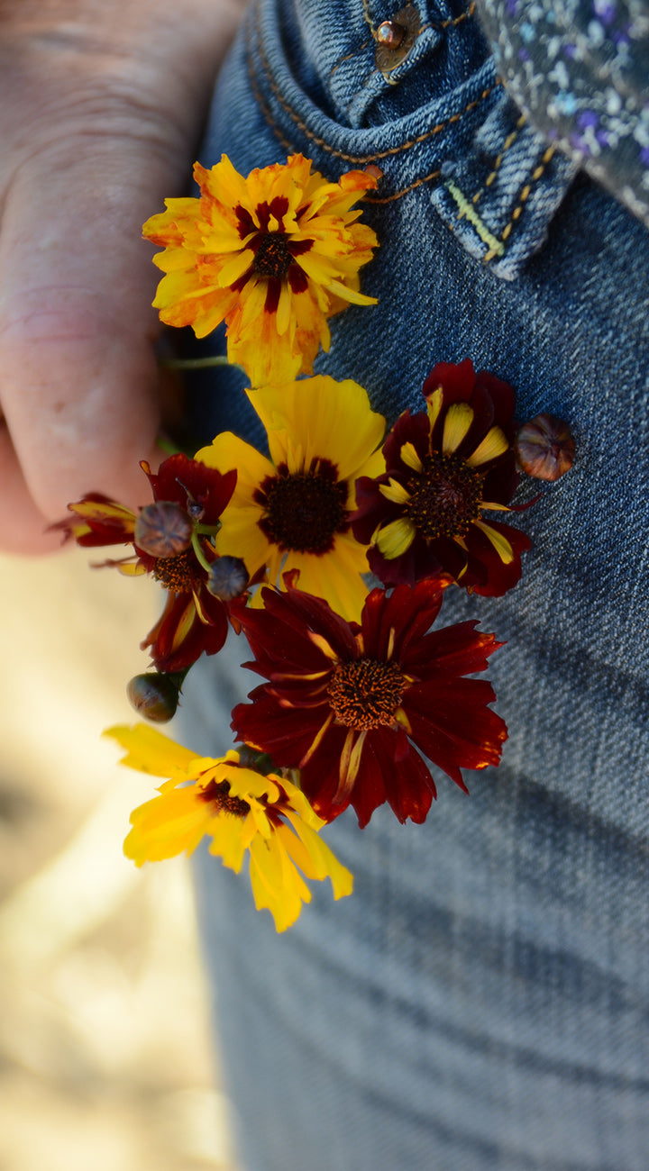 Close-up of Coreopsis 'Sea Shells' fieldgrown mix flowers showing yellow and burgundy shell-like petals held against denim jeans