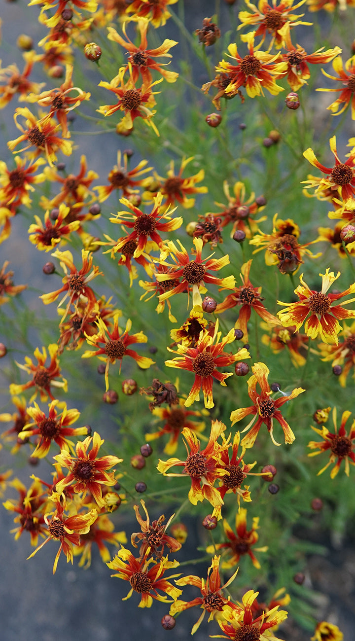 Close up of Incredible Sea Shells coreopsis with red and yellow petals and brown button centers on blurred foliage