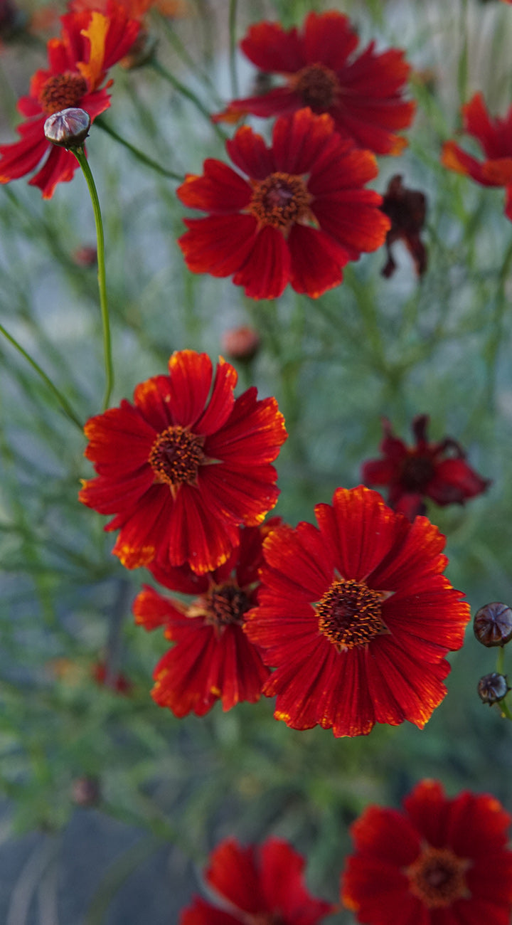 Close-up of bright red Coreopsis flowers with a blurred green background