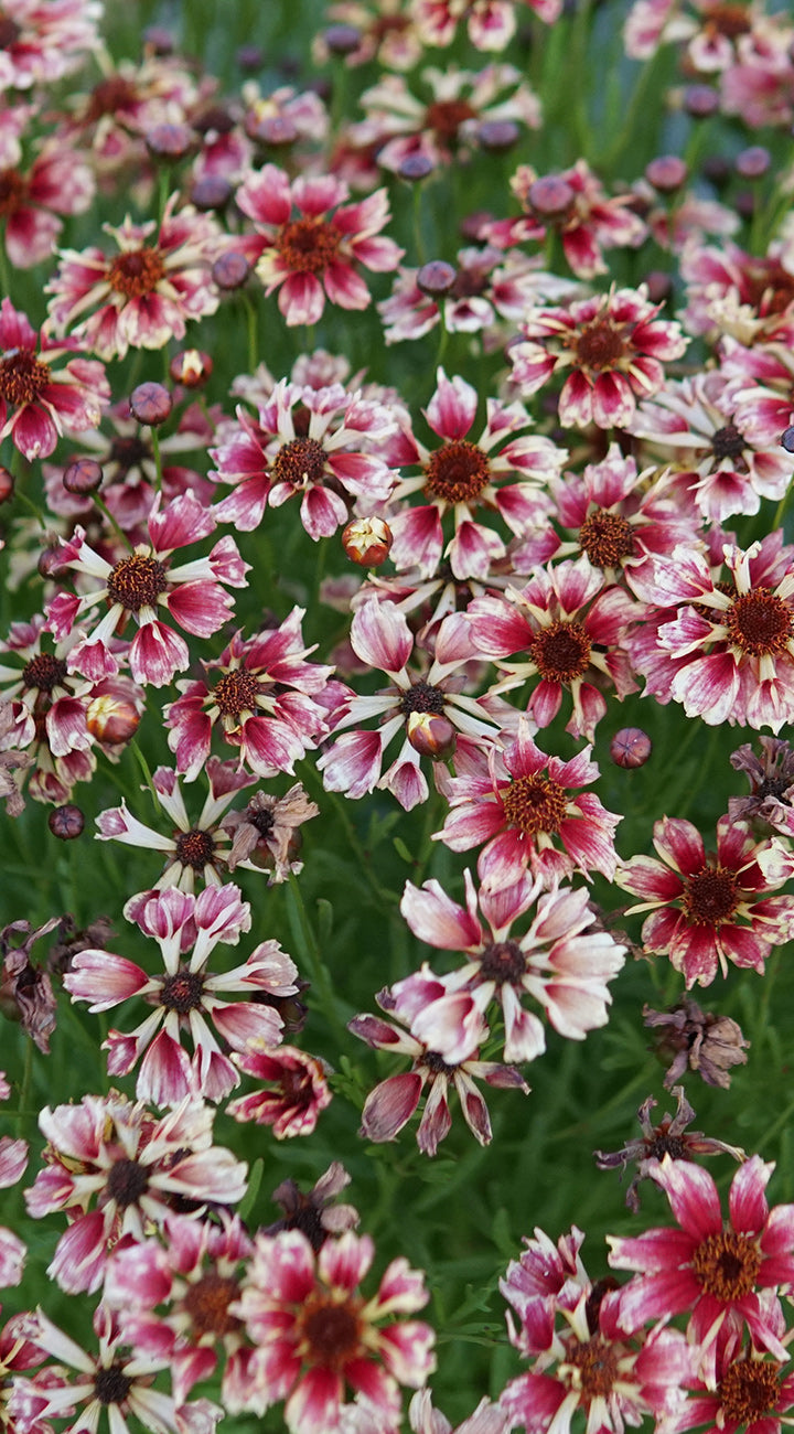 Close-up of Incredible Sea Shells coreopsis with red-and-cream petals and brown centers against green foliage
