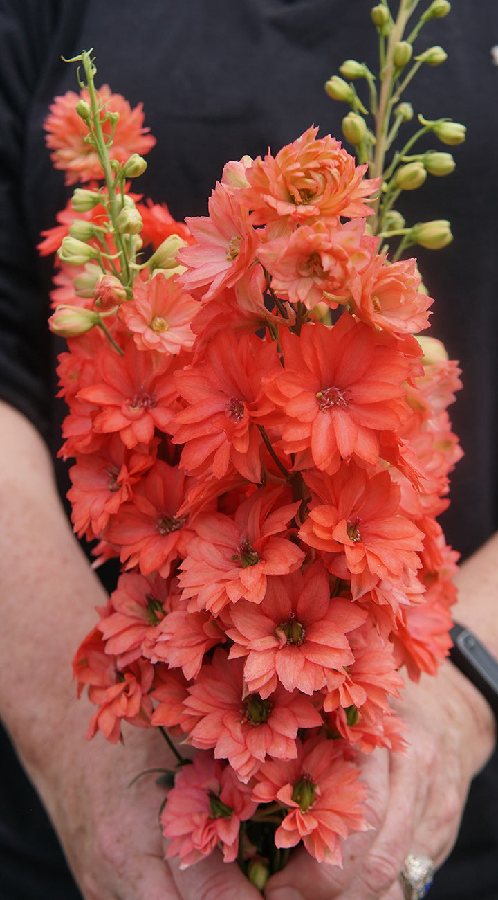 Bouquet of coral-colored Delphinium flowers held by a person against a black background