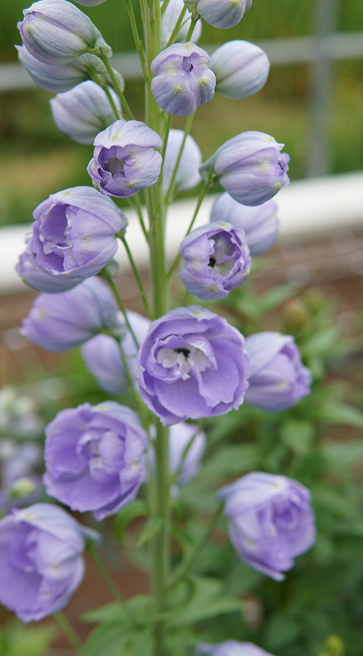 Close-up of Delphinium Red Lark plant showcasing a tall spike of double lavender blooms with a blurred garden background