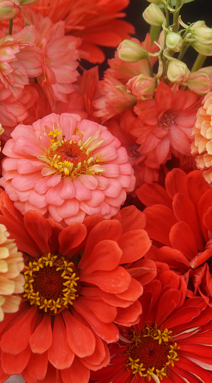 Close-up of colorful Delphinium flowers with a focus on pink, red, and orange hues.