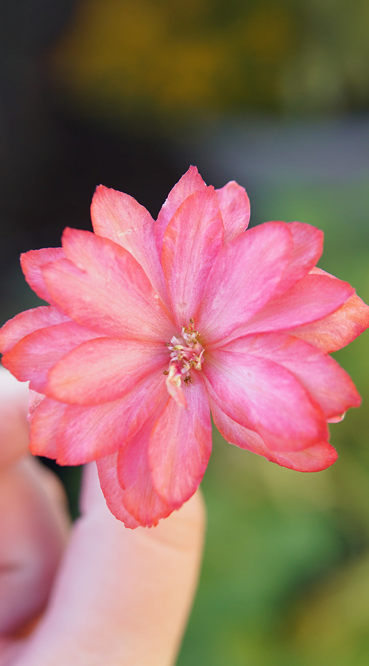 Close-up of a pink Delphinium flower held by a hand with a blurred natural background