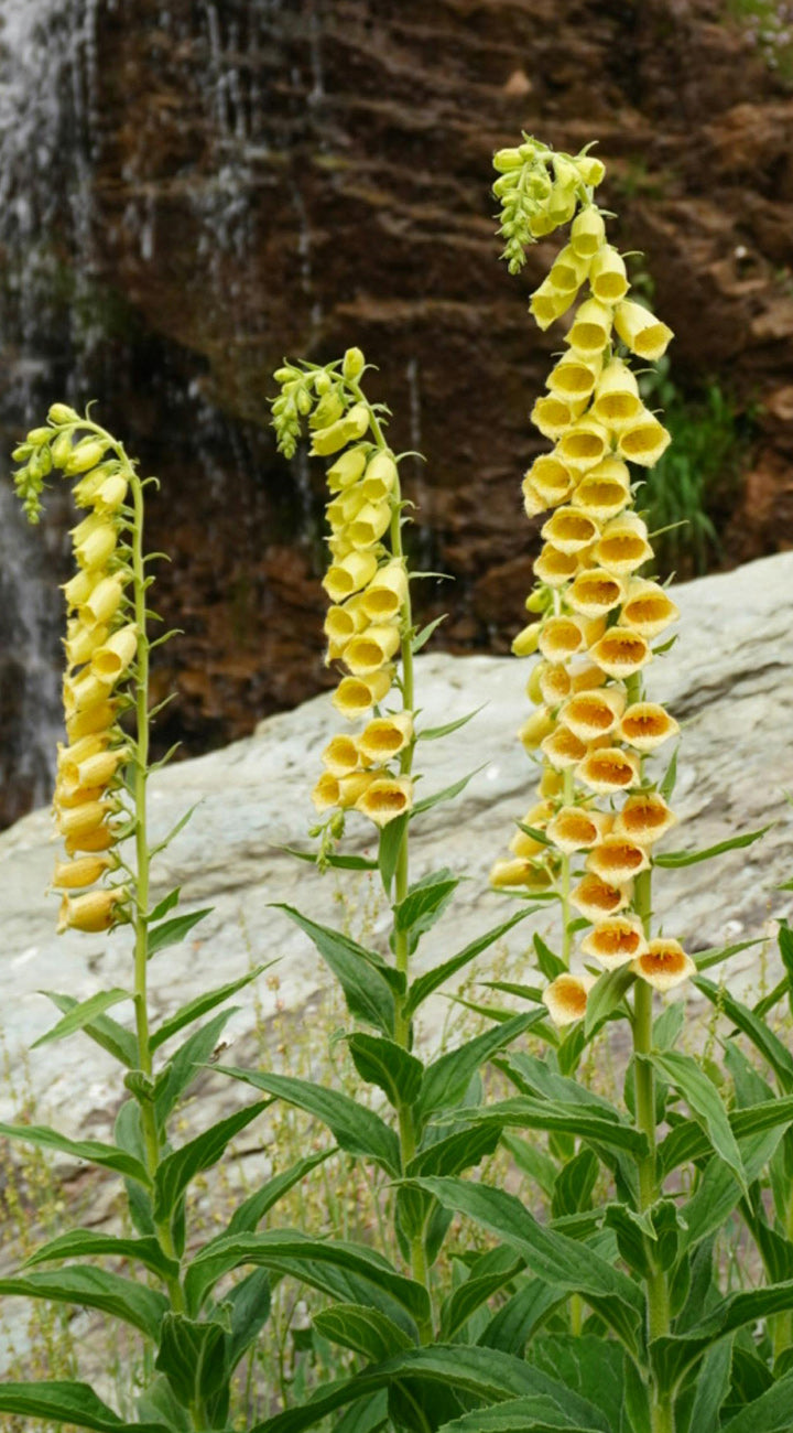 Yellow foxglove flowers with a waterfall in the background