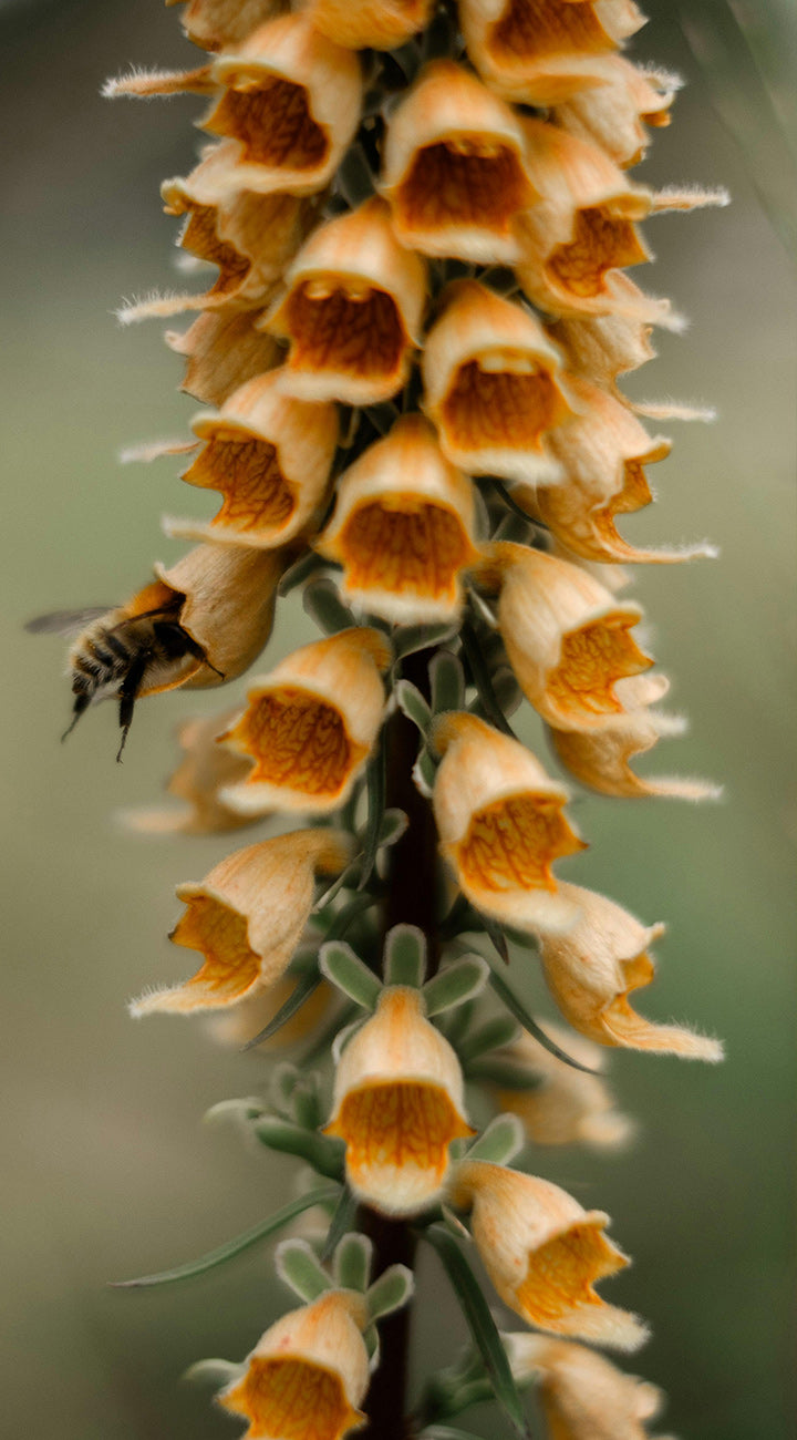 Close-up of Camelot White foxglove showing bell-shaped blossoms with orange throats and a bee against a blurred background