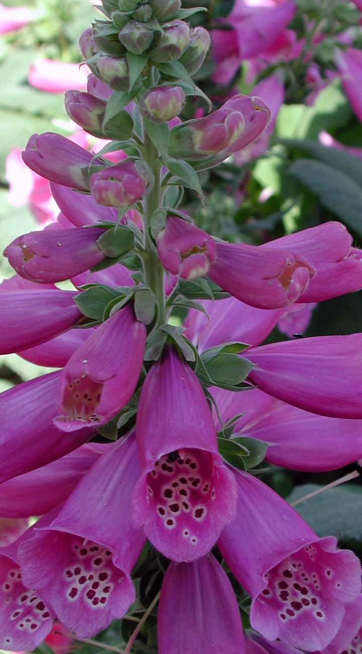 Close-up of pink foxglove flowers with green leaves.