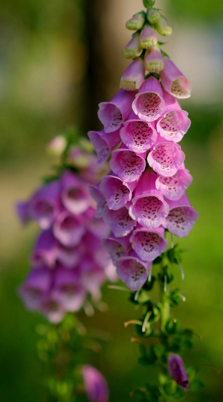 Close-up of Camelot White foxglove flower spike showcasing tubular speckled blooms with blurred green background