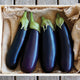 Close-up of Turkish Delight eggplants showcasing slender glossy 8-inch black fruit on brown paper background
