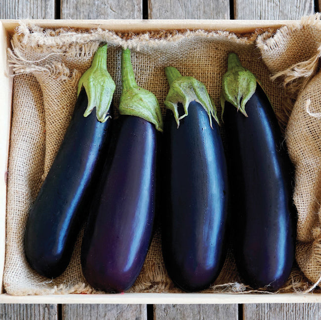 Close-up of Turkish Delight eggplants showcasing slender glossy 8-inch black fruit on brown paper background