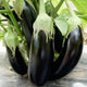 Close-up of Turkish Delight eggplants on the plant showcasing slender, glossy 8-inch dark purple fruits with green leaves