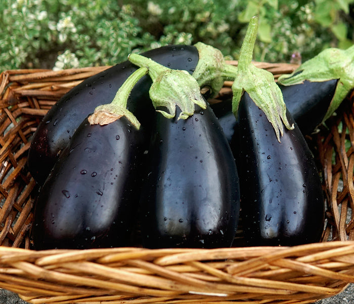Front view of Gaudi eggplants showcasing glossy, ebony-colored fruit arranged in a wicker basket