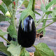 Close-up of Gaudi eggplant on plant showcasing glossy 6 1/4-inch ebony-colored fruit with green foliage