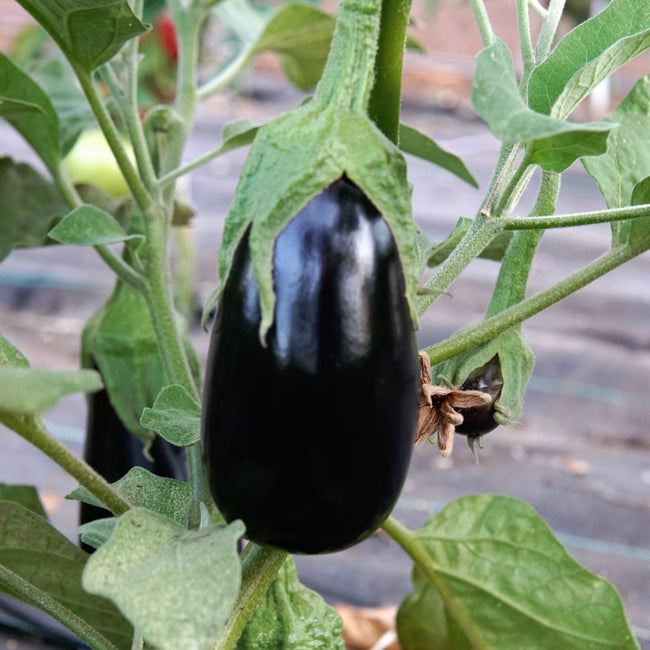 Close-up of Gaudi eggplant on plant showcasing glossy 6 1/4-inch ebony-colored fruit with green foliage