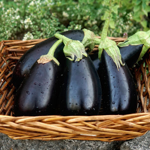 Front view of Gaudi eggplants showcasing glossy, ebony-colored fruit arranged in a wicker basket