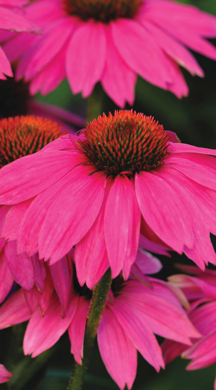 Close-up of pink Echinacea flowers with a blurred green background