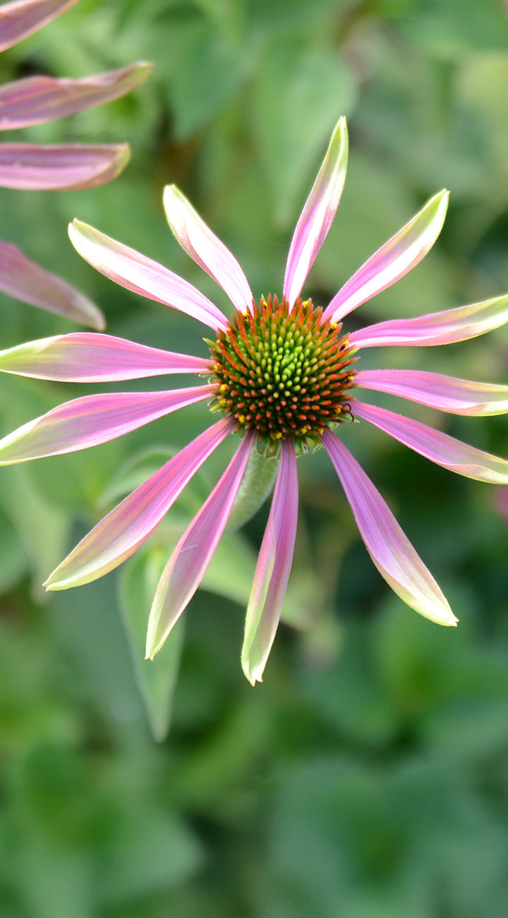 Close-up of a pink Echinacea flower with a green center against a blurred green background