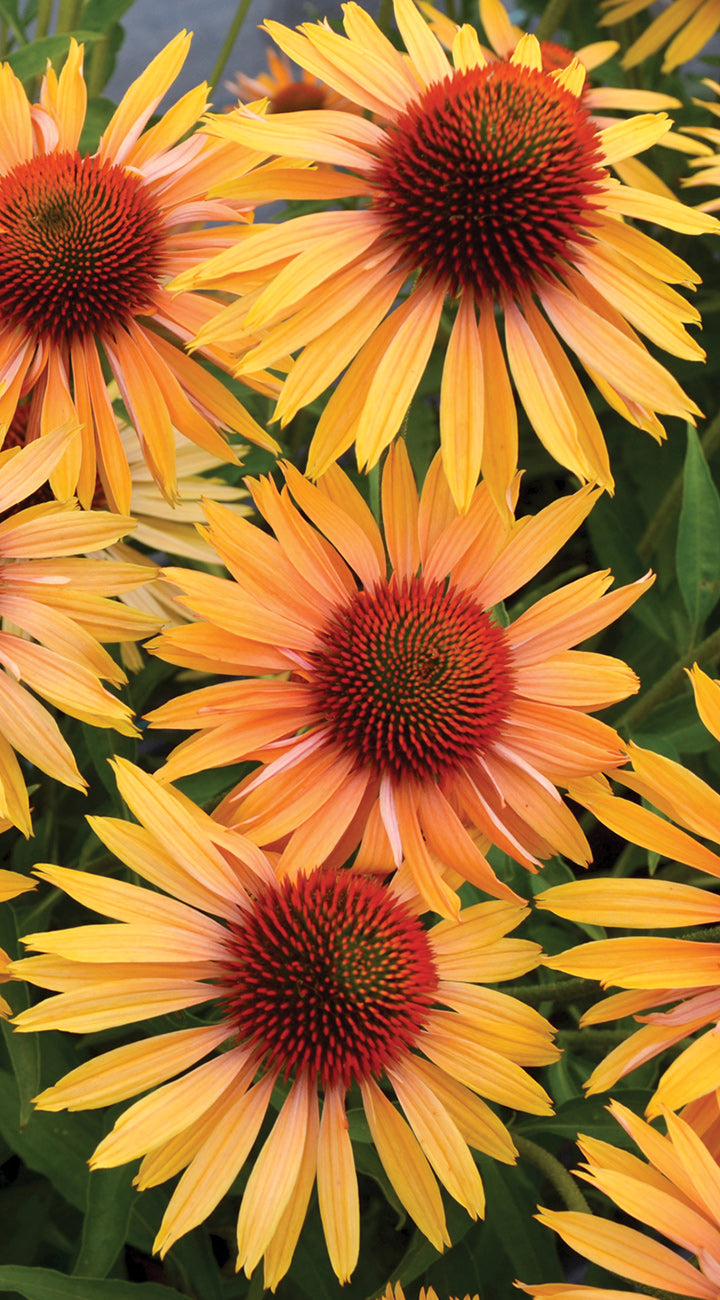 Close-up of Powwow Wild Berry Echinacea flowers showing golden-orange petals and red cone centers against green foliage