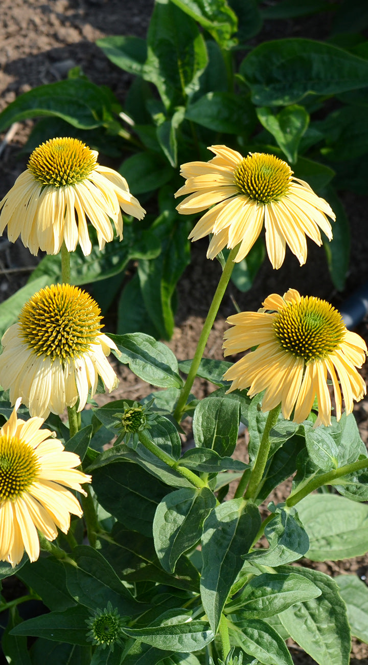 Close-up of Powwow Wild Berry echinacea showing pale yellow daisy-like blooms with green cone centers in a garden bed