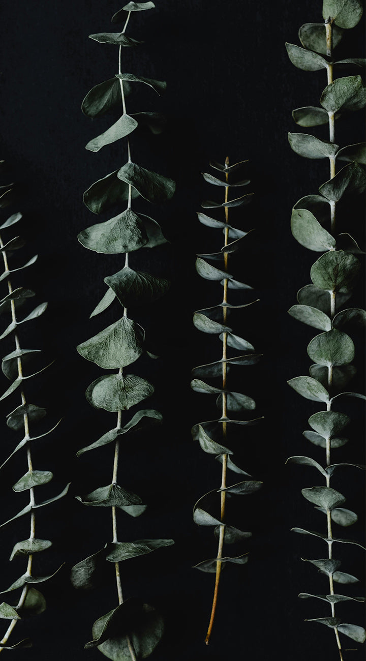 Eucalyptus branches against a black background