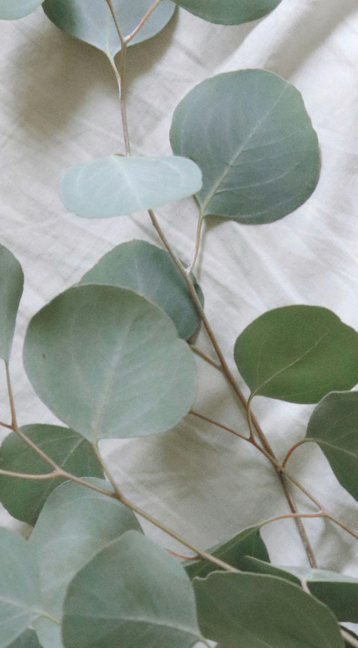 Close-up of green Eucalyptus leaves on a light background
