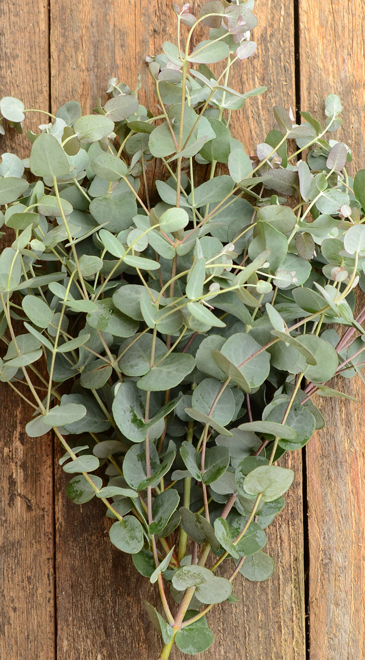 Bouquet of eucalyptus leaves against a wooden background