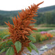 Close-up of Golden Giant amaranth flower showcasing large golden-orange plumes and green foliage with a blurred outdoor background