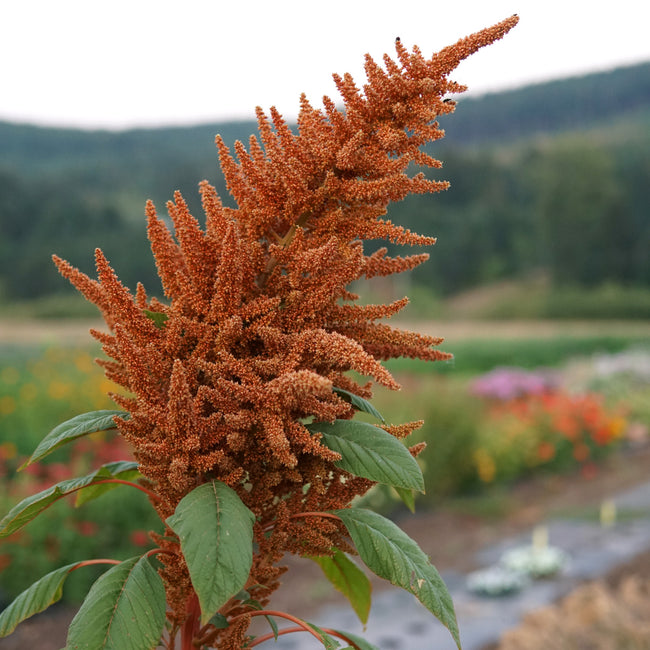Close-up of Golden Giant amaranth flower showcasing large golden-orange plumes and green foliage with a blurred outdoor background