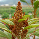 Close-up of Golden Giant amaranth seed head showing large golden-brown plumes and green leaves against a blurred garden background