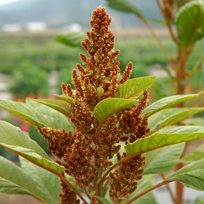 Close-up of Golden Giant amaranth seed head showing large golden-brown plumes and green leaves against a blurred garden background