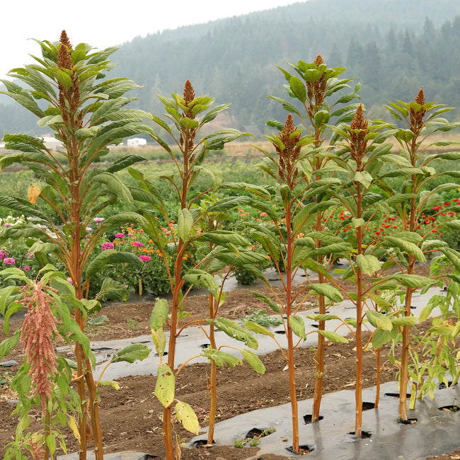 Close-up of Golden Giant amaranth showcasing tall golden flower plumes in a garden bed
