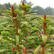 Close-up of Golden Giant amaranth showing tall golden plumes and seed heads in a garden setting