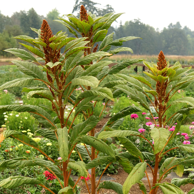 Close-up of Golden Giant amaranth showing tall golden plumes and seed heads in a garden setting