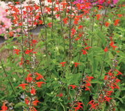 Close-up of Scarlet sage (Salvia coccinea) showing bright scarlet tubular flowers and green foliage in a garden setting