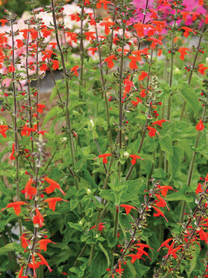 Close-up of Scarlet sage (Salvia coccinea) showing bright scarlet tubular flowers and green foliage in a garden setting
