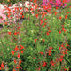 Close-up of Scarlet sage (Salvia coccinea) showing bright scarlet tubular flowers and green foliage in a garden setting