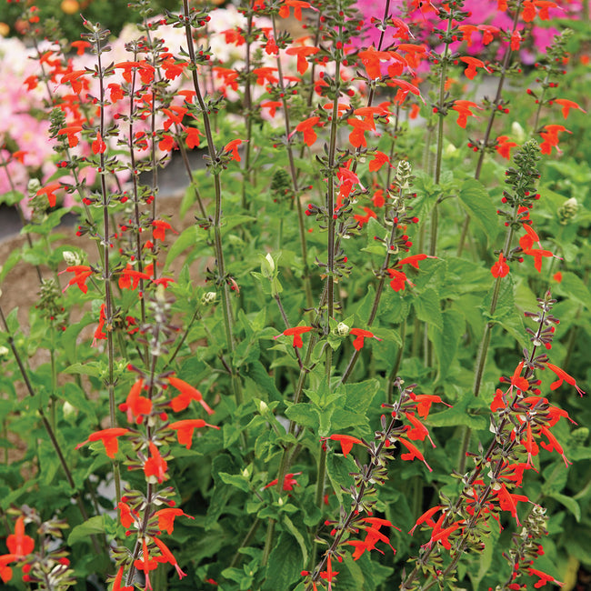Close-up of Scarlet sage (Salvia coccinea) showing bright scarlet tubular flowers and green foliage in a garden setting