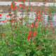 Front view of Scarlet Sage (Salvia coccinea) showing bright scarlet tubular flowers and green foliage against a garden background