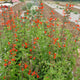 Close-up of scarlet sage (Salvia coccinea) showing bright scarlet tubular flowers and squared stems with green foliage in a garden setting