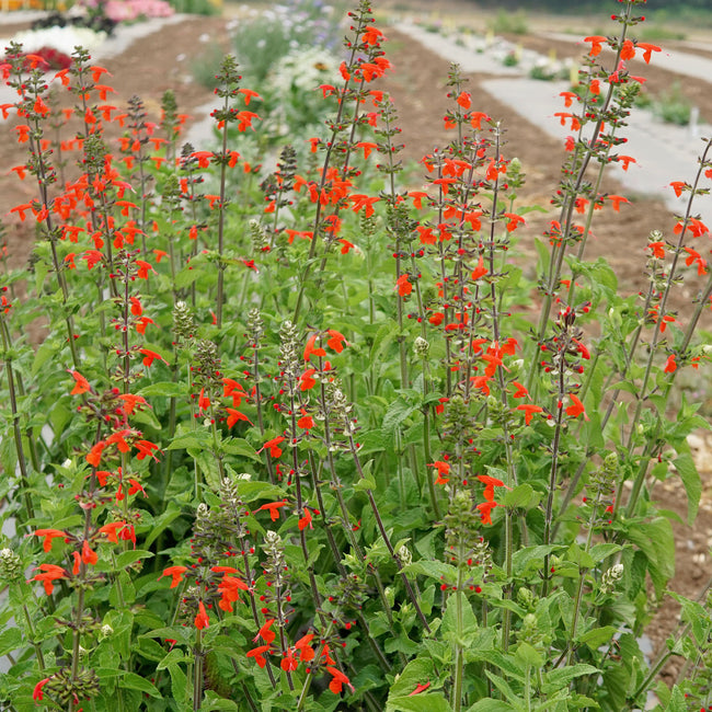 Close-up of scarlet sage (Salvia coccinea) showing bright scarlet tubular flowers and squared stems with green foliage in a garden setting