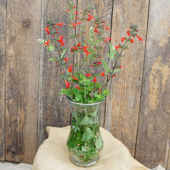 Close-up front view of Scarlet Sage (Salvia) stems with bright scarlet tubular flowers against a rustic wood background
