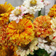 PEPPERMINT STICK-ZINNIA