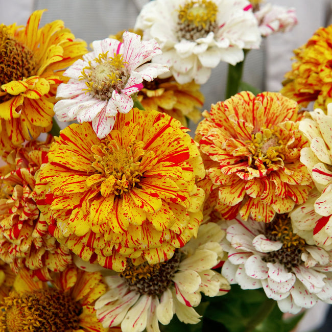 PEPPERMINT STICK-ZINNIA