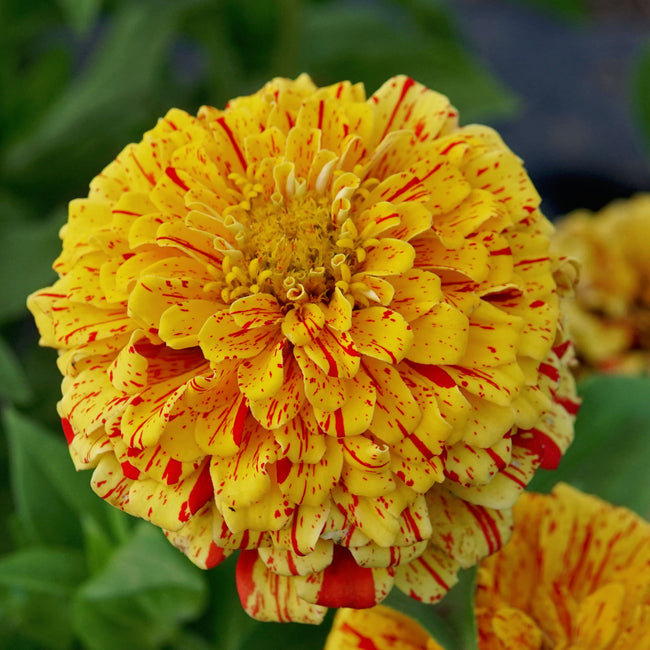 PEPPERMINT STICK-ZINNIA
