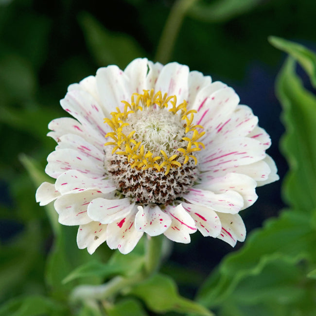 Close-up of Peppermint Stick zinnia flower showcasing red-striped and speckled cream petals against green foliage