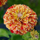 Close-up of Peppermint Stick zinnia bloom with variegated red and cream striped petals on a blurred green background