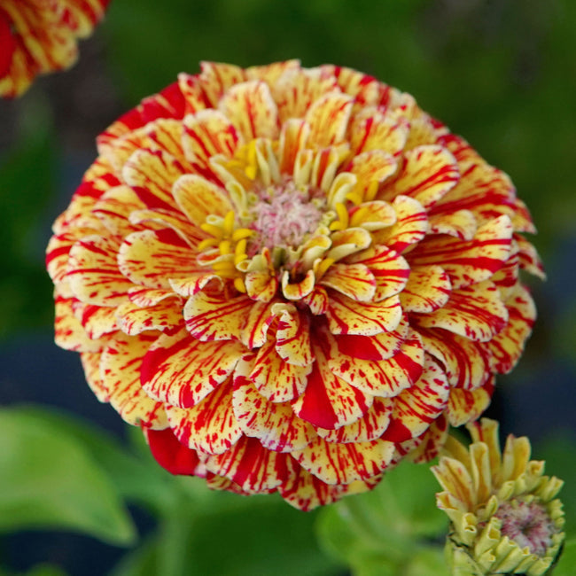 Close-up of Peppermint Stick zinnia bloom with variegated red and cream striped petals on a blurred green background